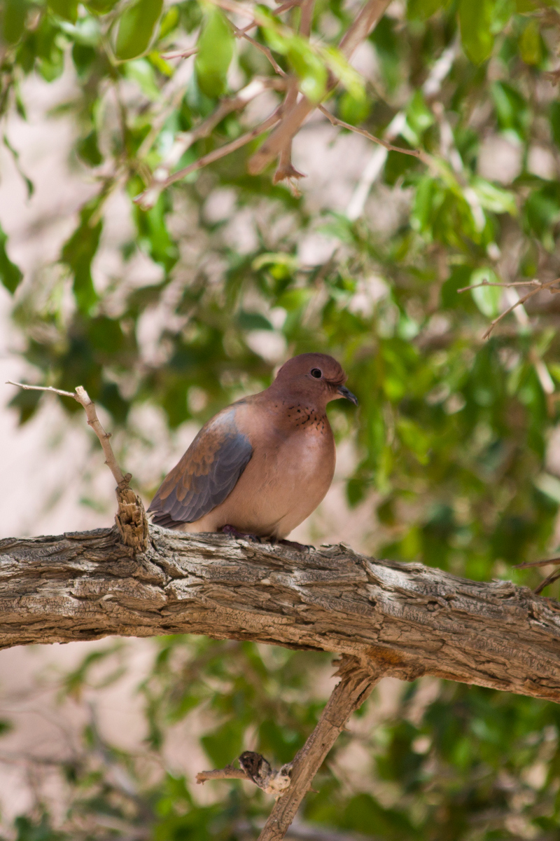 Dana Reserve